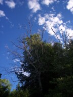 The old birch tree